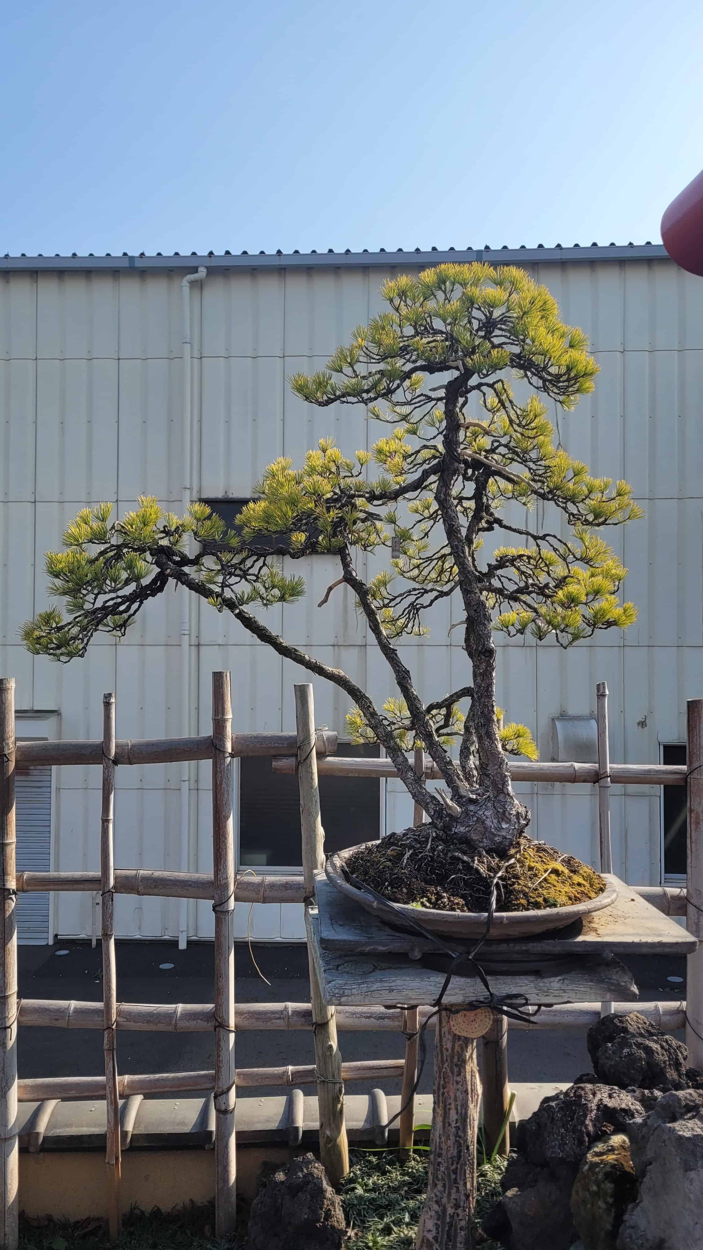 A pine bonsai tree from kobayashi in Japan